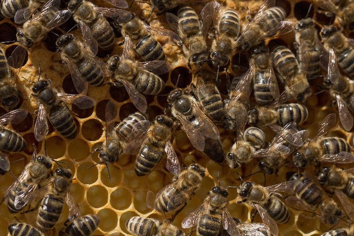 beehive g80bda393f 1920