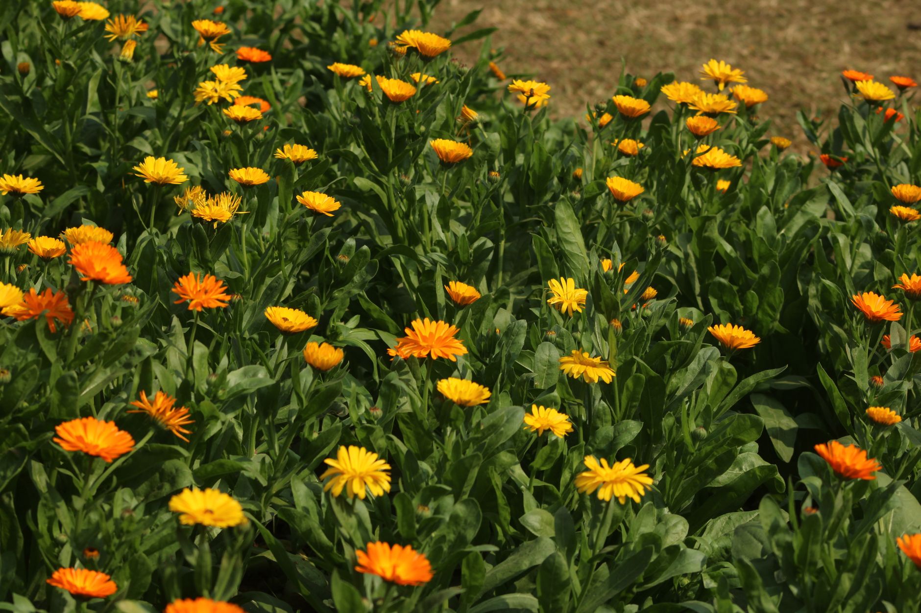 des fleurs de calendula orange vif et jaunes dans un jardin exterieur luxuriant