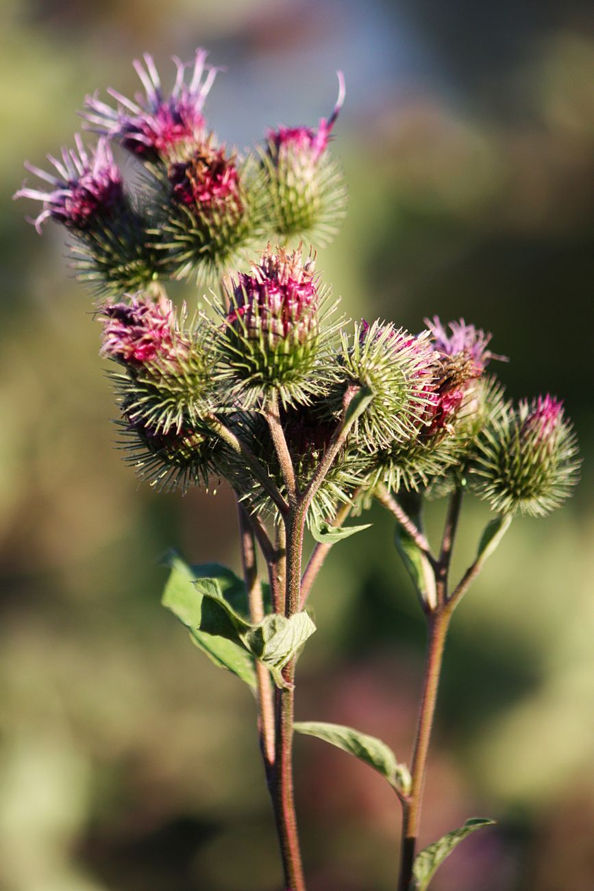 gros plan sur un chardon aux fleurs d un violet eclatant dans un jardin exterieur