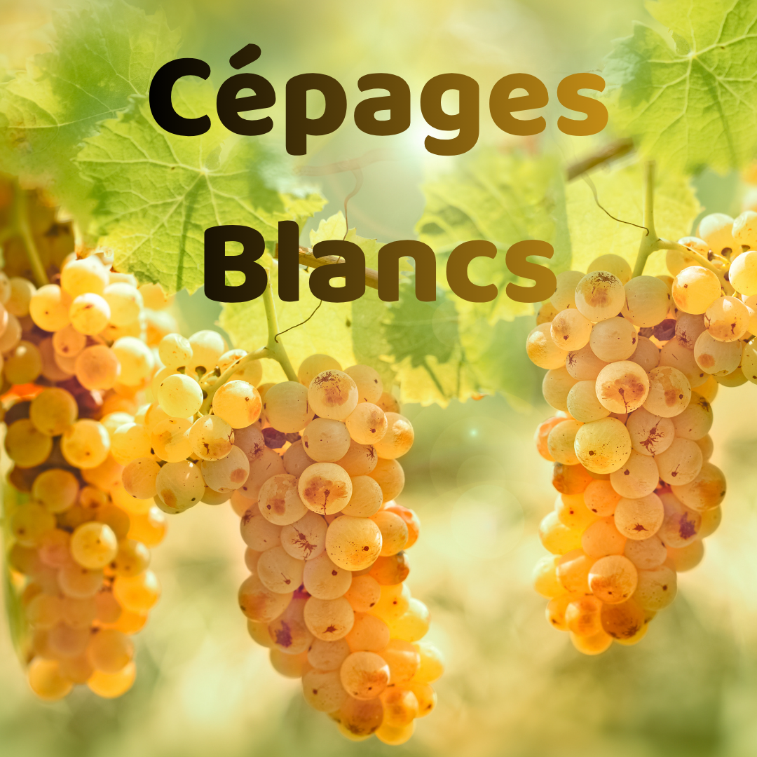 atelier-cépages-blancs