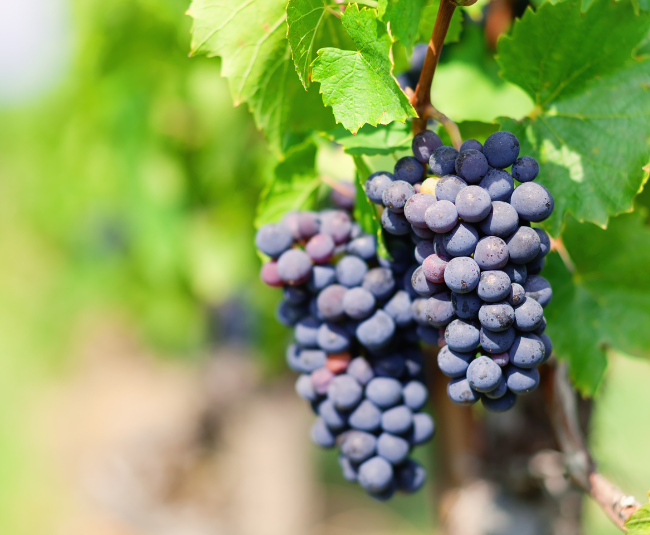 gamay a jus blanc