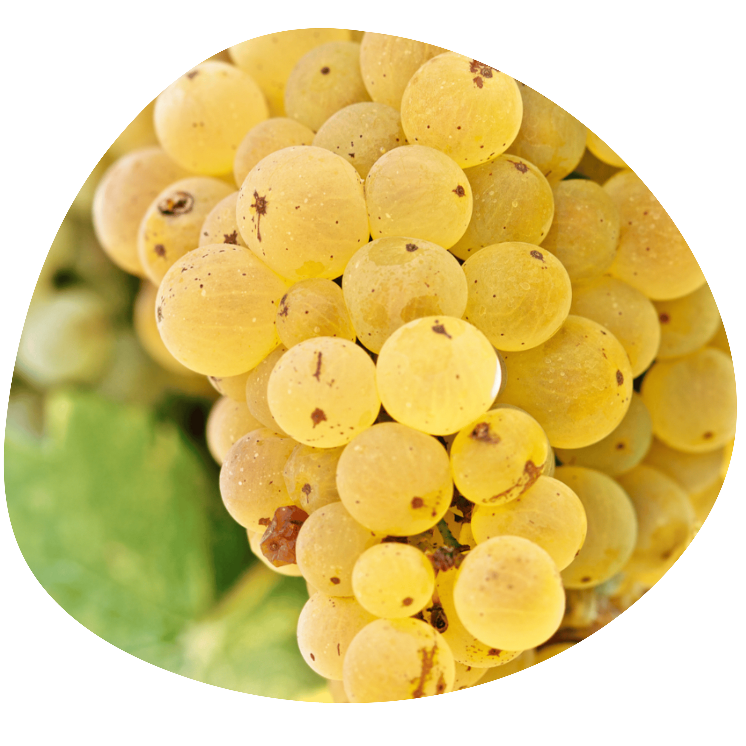 cepage riesling