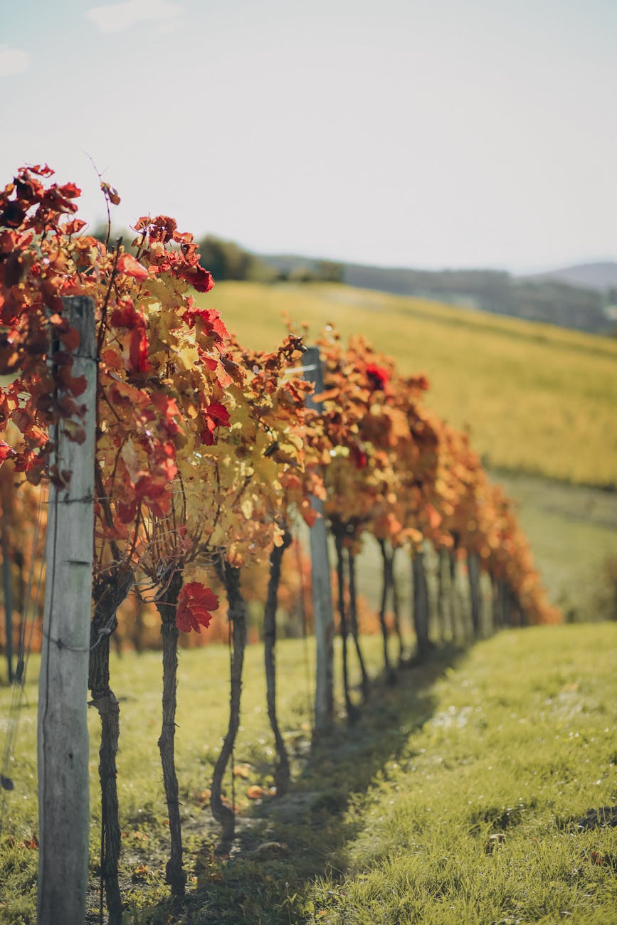 TUPPERWINE