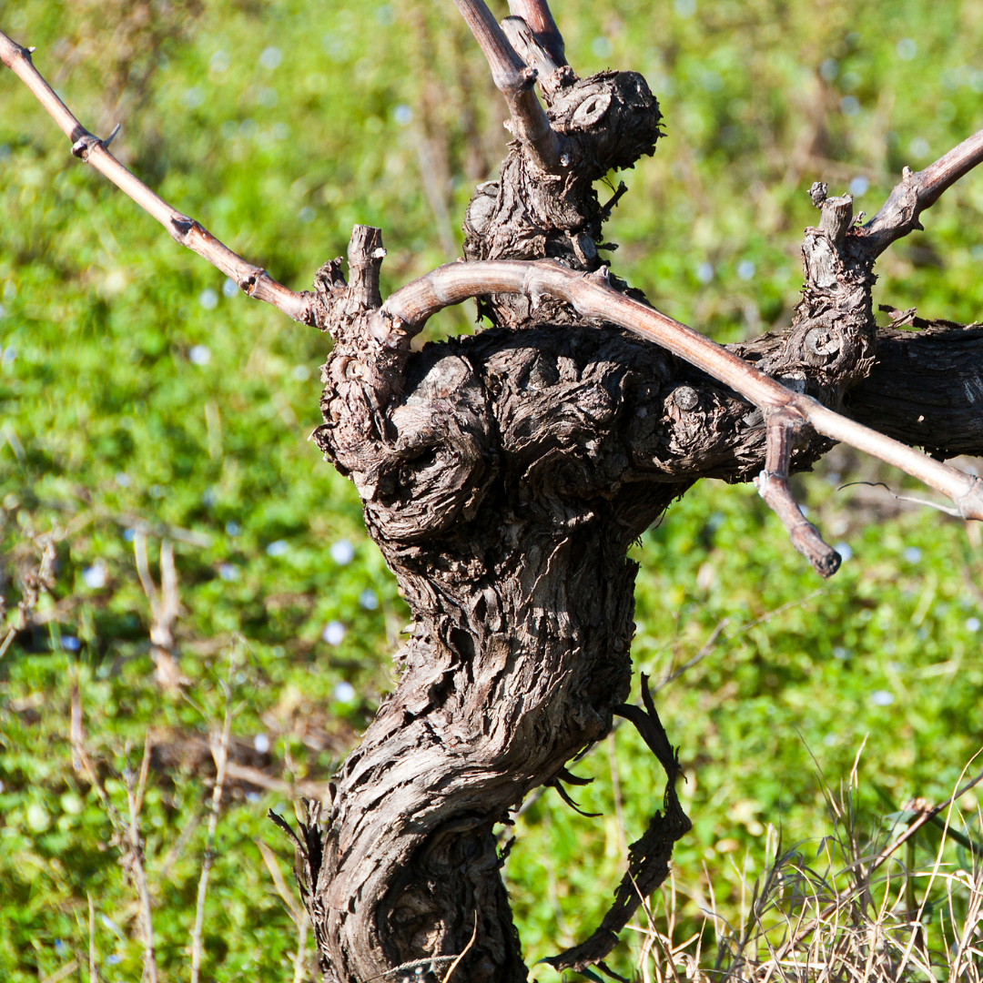 ateliers terroirs