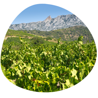 roussillon570