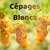 atelier-cépages-blancs