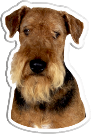 airedale terrier 1