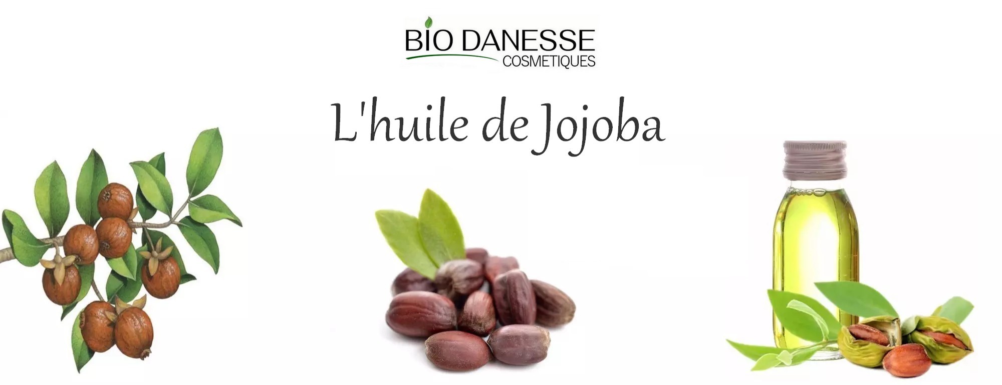 Découvrez Les Vertus De L'huile De Jojoba Pour La Peau