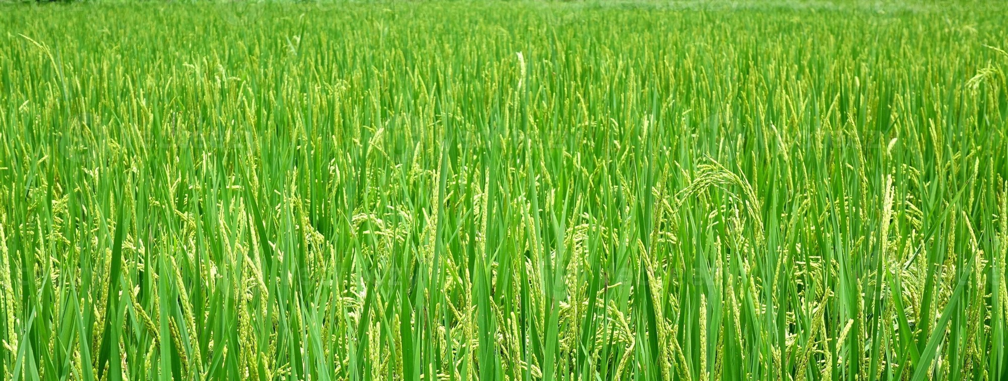 l huile de riz pour la peau