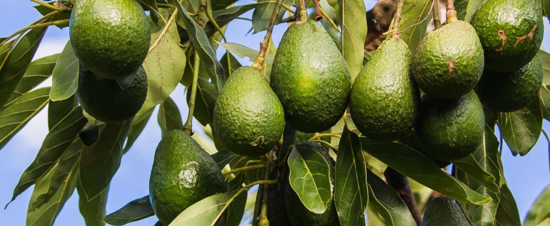 l huile d avocat pour la peau