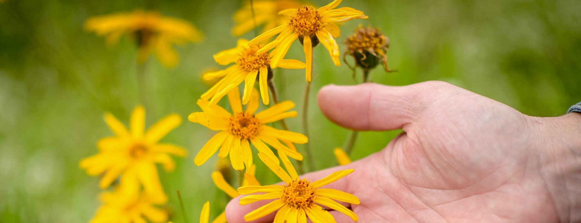 bio danesse arnica gel relaxant