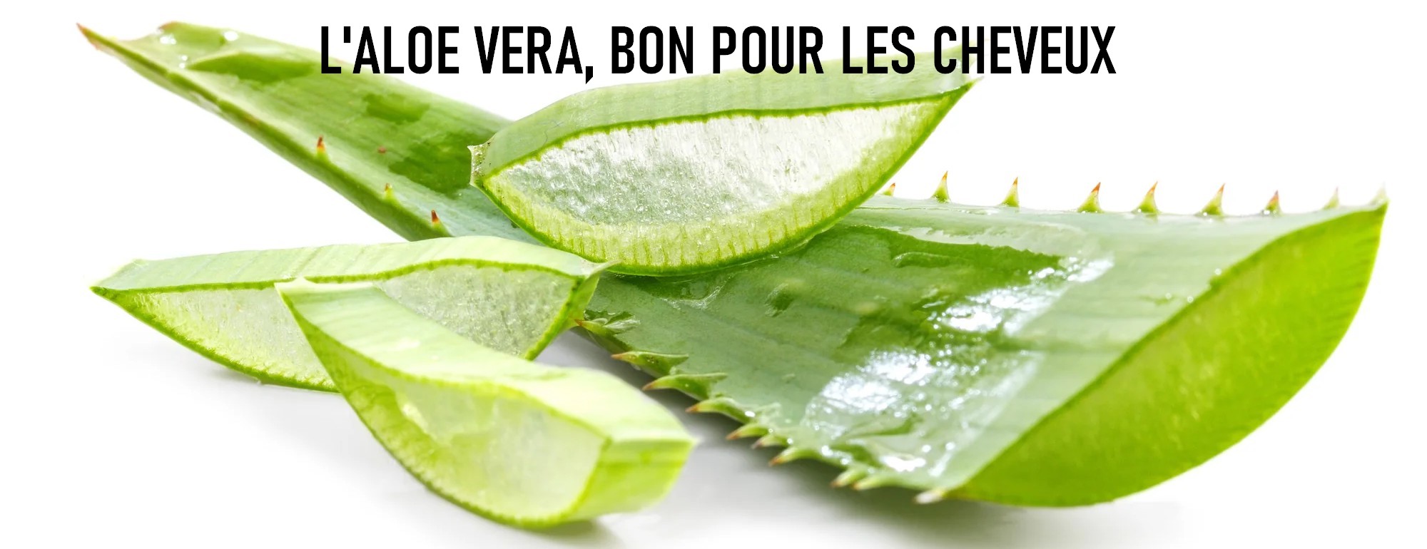 L'aloe Vera, bon pour vos cheveux