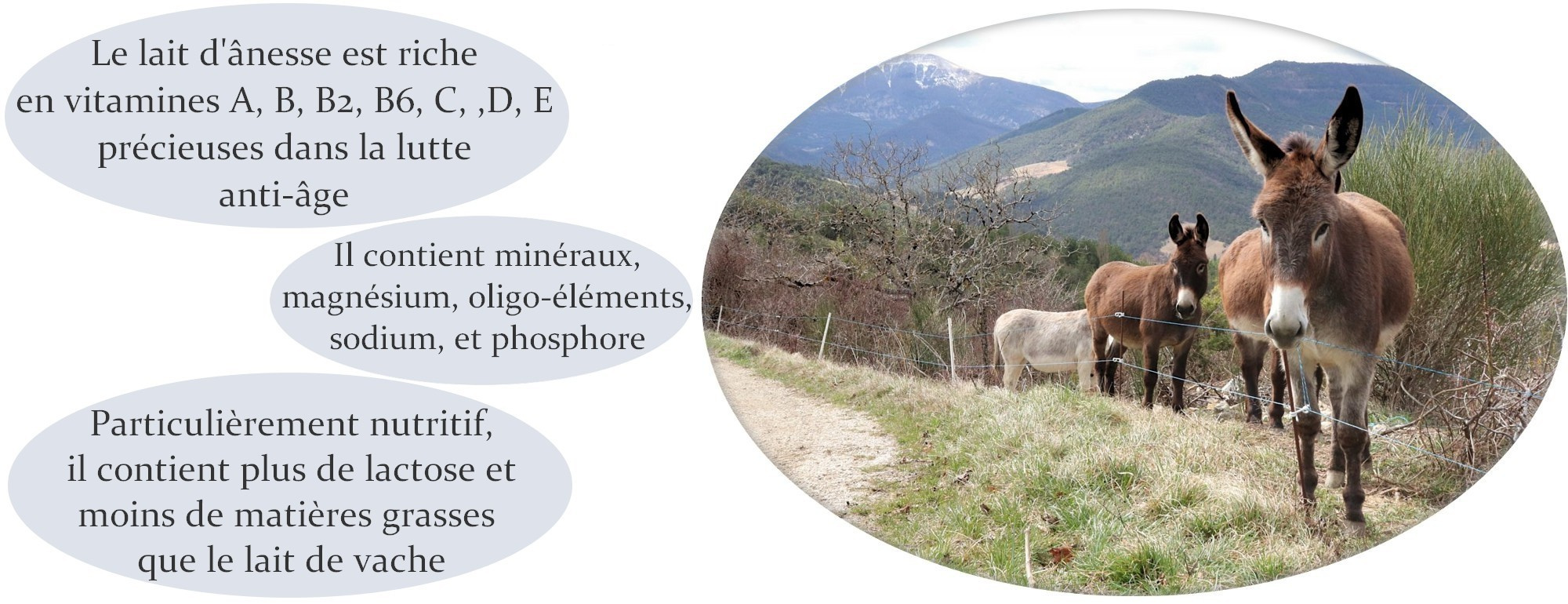 Propriétés du lait d'ânesse pour la peau >>>