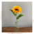tournesol