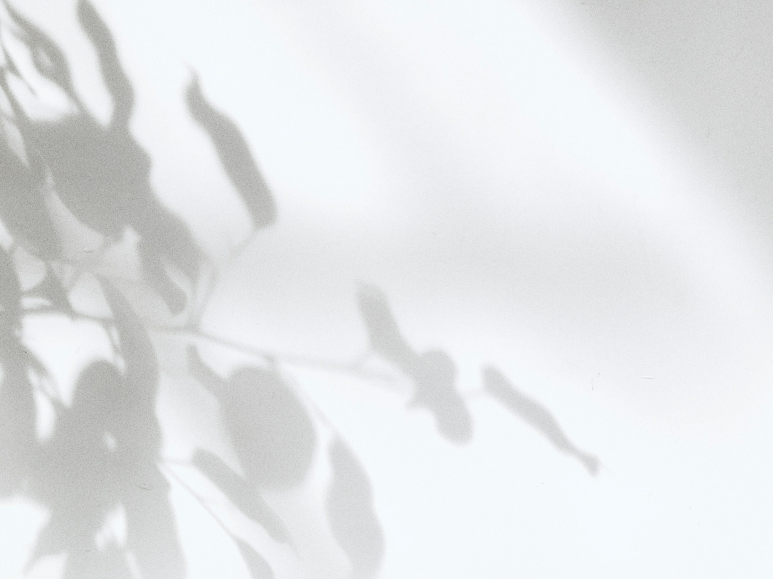 Ombre de feuilles teintes noir et blanc