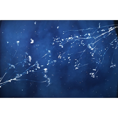 Verdegrine - Sixtine - Grand format - Cyanotype - Feuille d'or