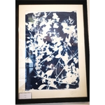 Wild - Verdegrine - Grand format - Cyanotype