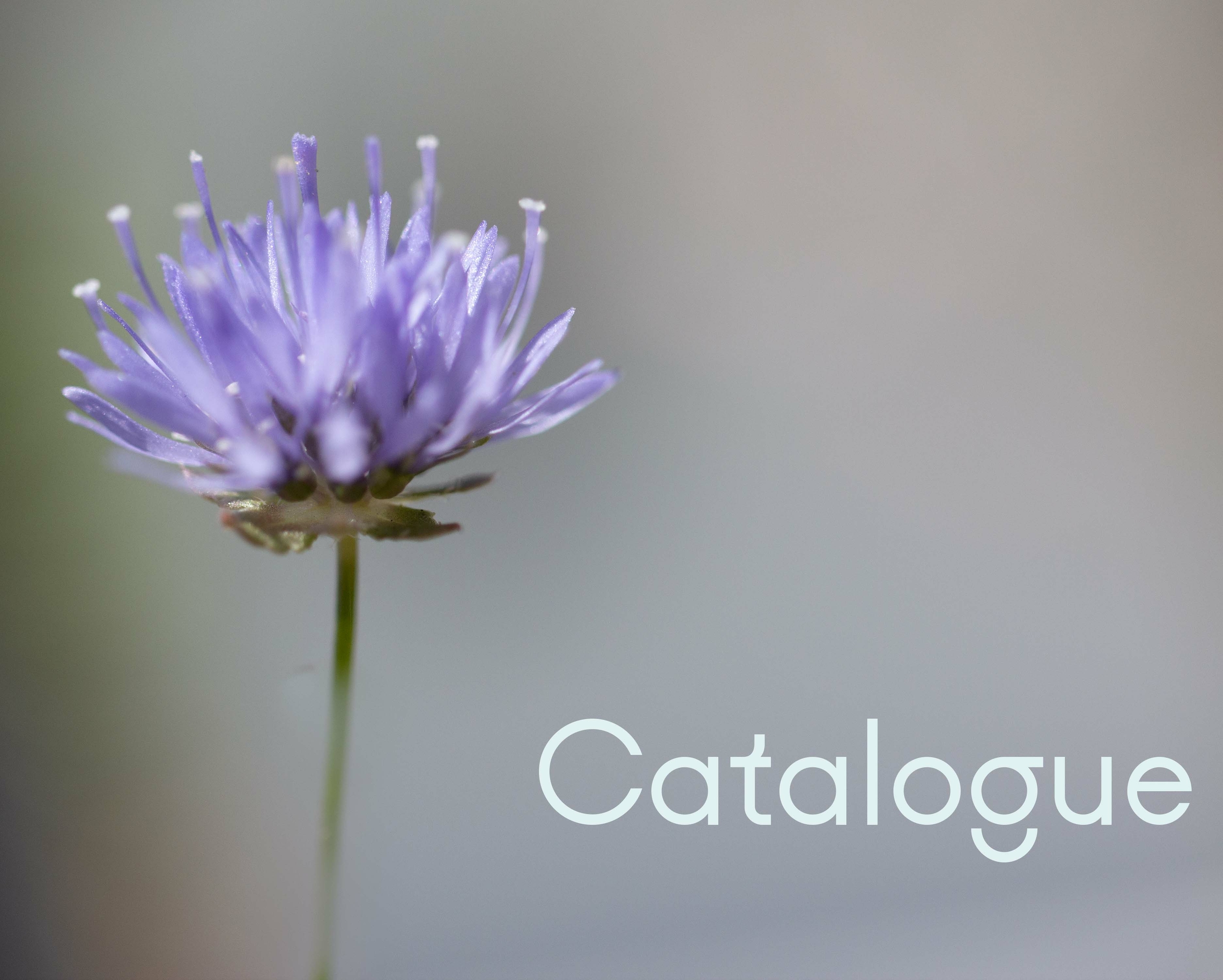 catalogue mylia
