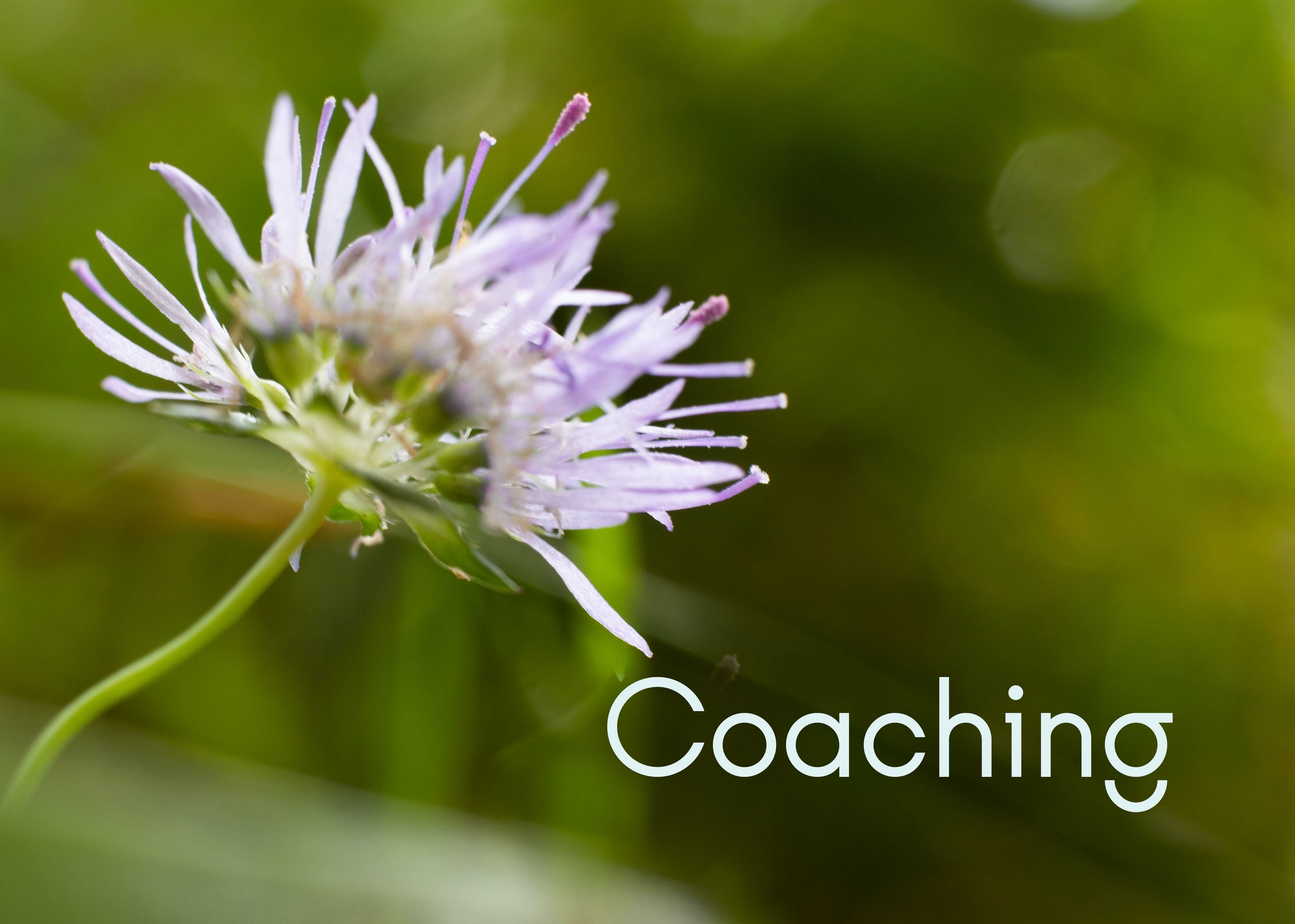 Coaching ménage personnalisé