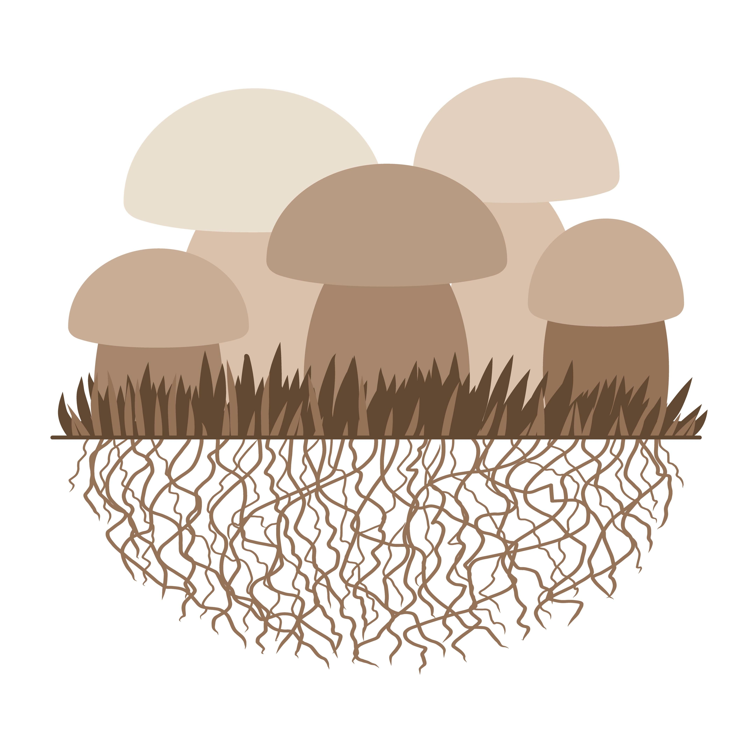 mycelium2