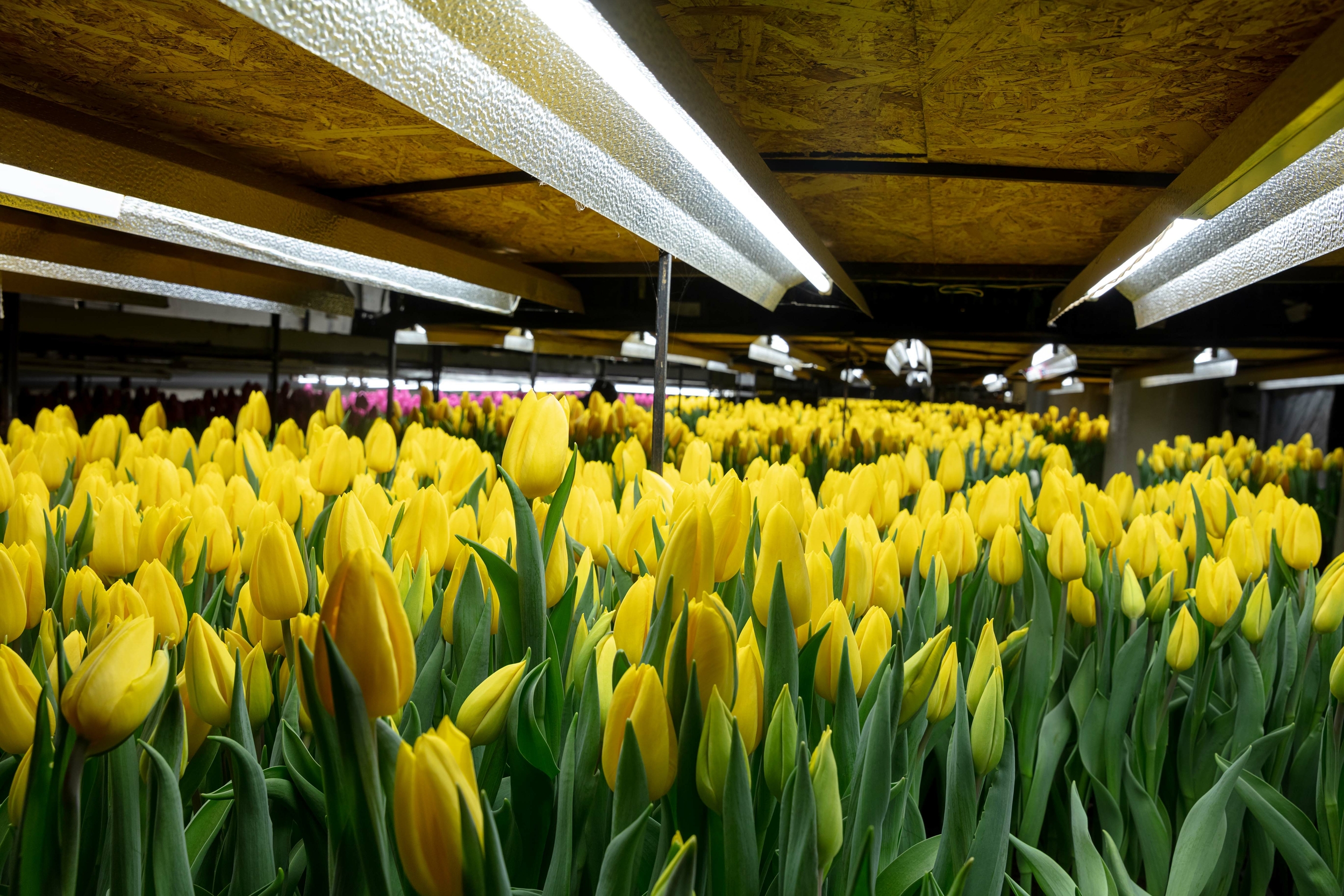 L’impact environnemental des fleurs coupées