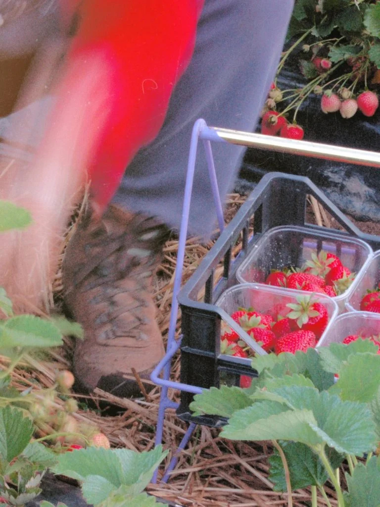 flaska the story picking up strawberries 768x1024