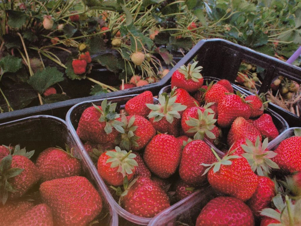flaska the story strawberries 1024x768