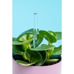 Flaska Green Home Plants 2