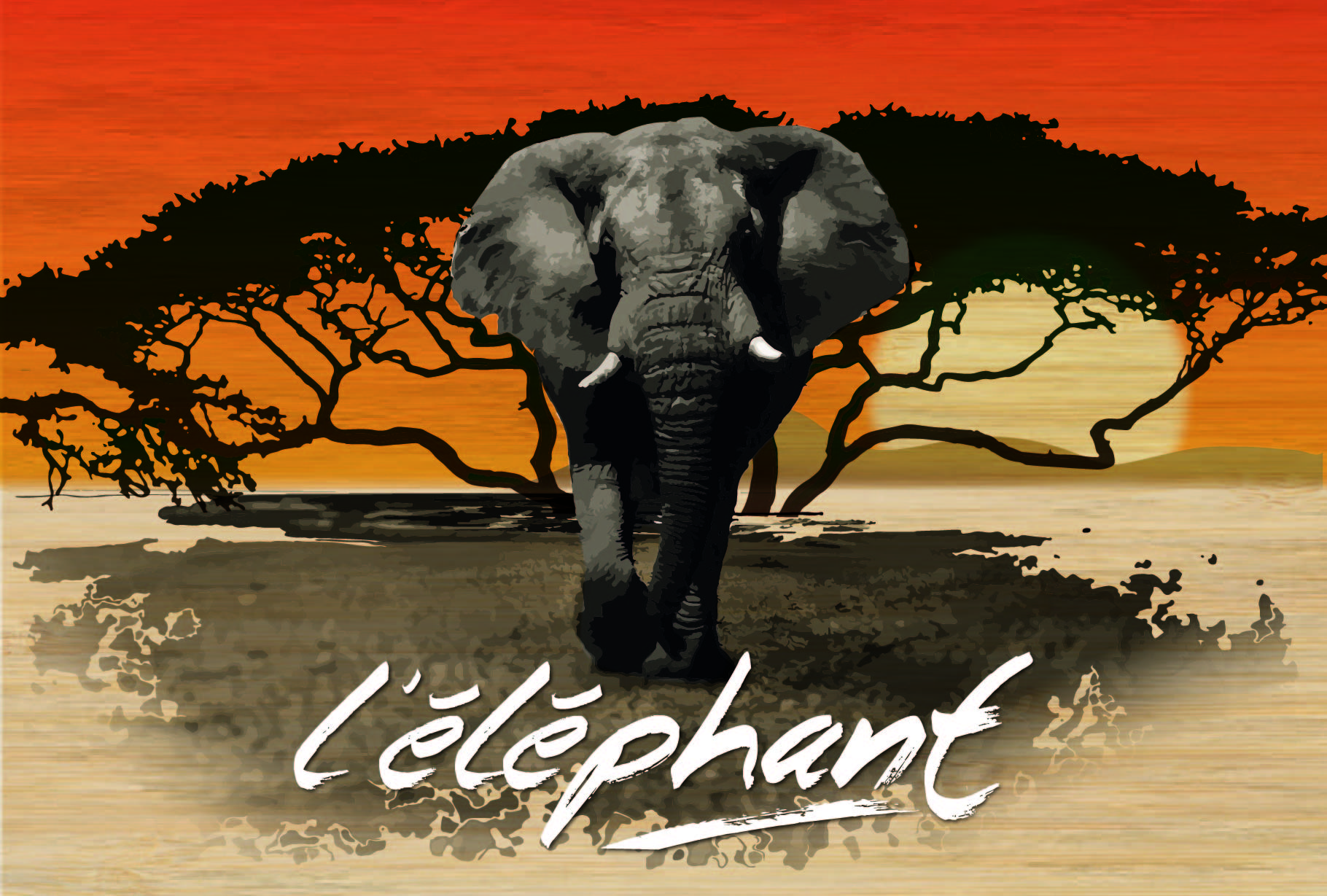 carte postale bois éléphant