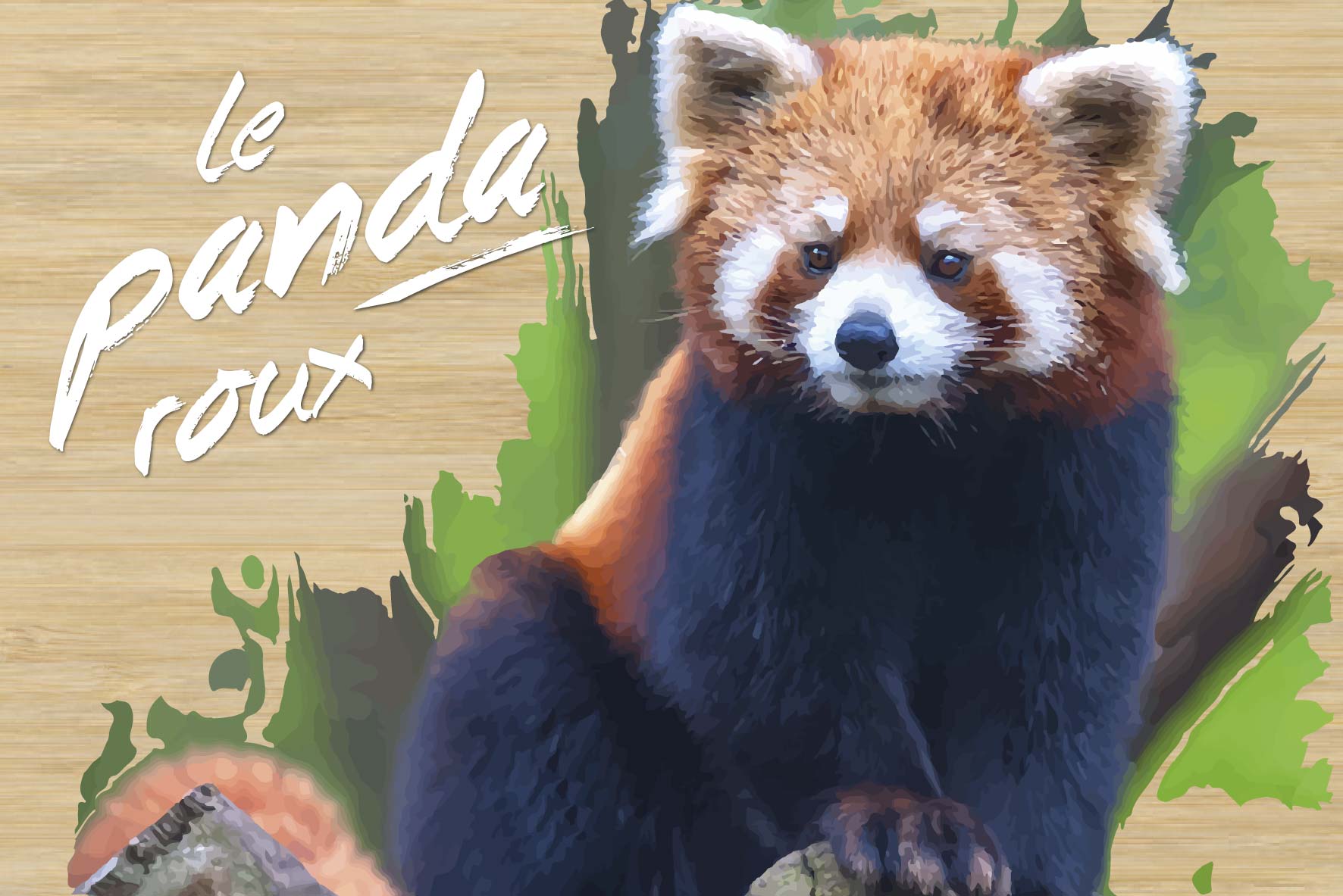 carte postale bois panda roux