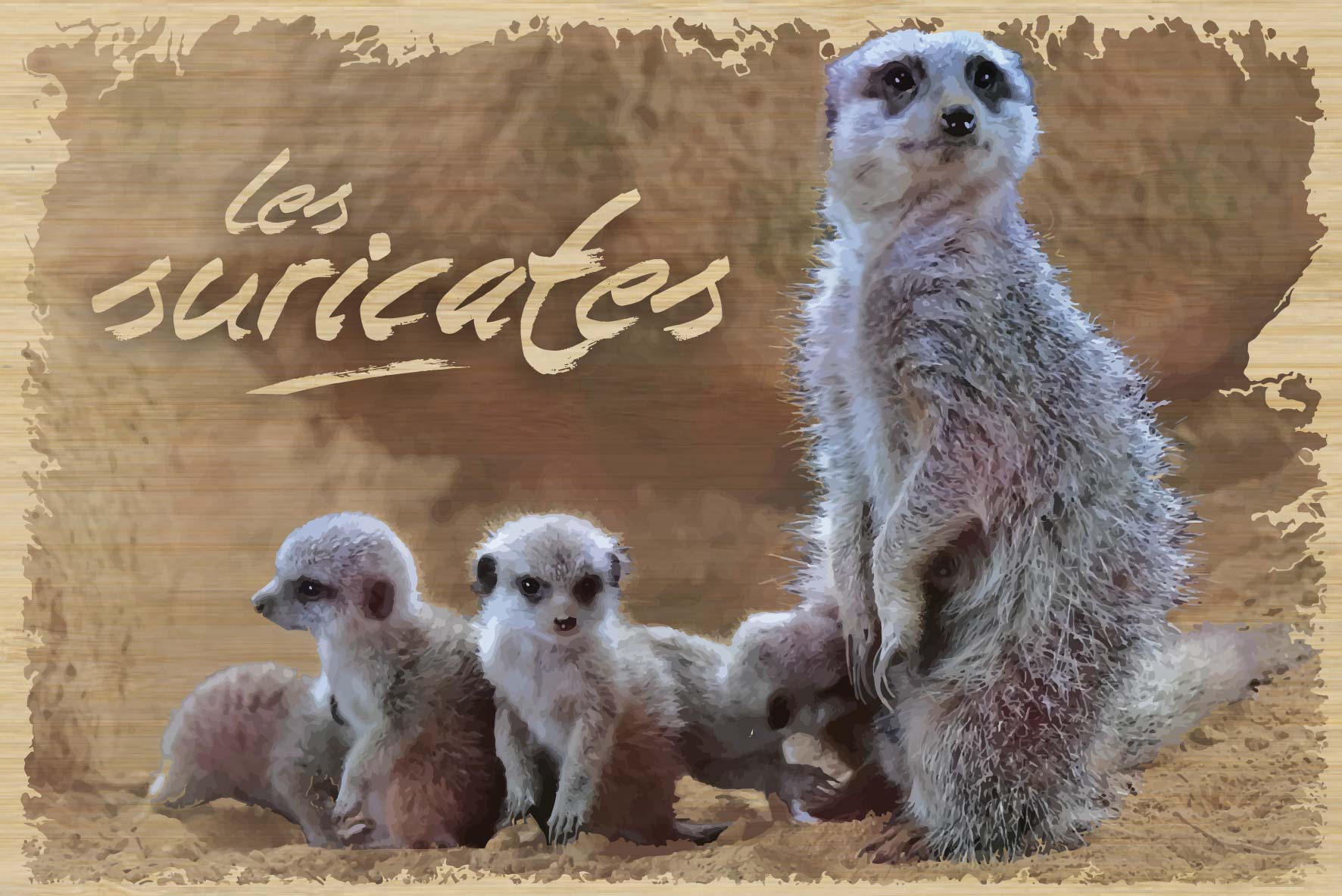 carte postale en bois suricates