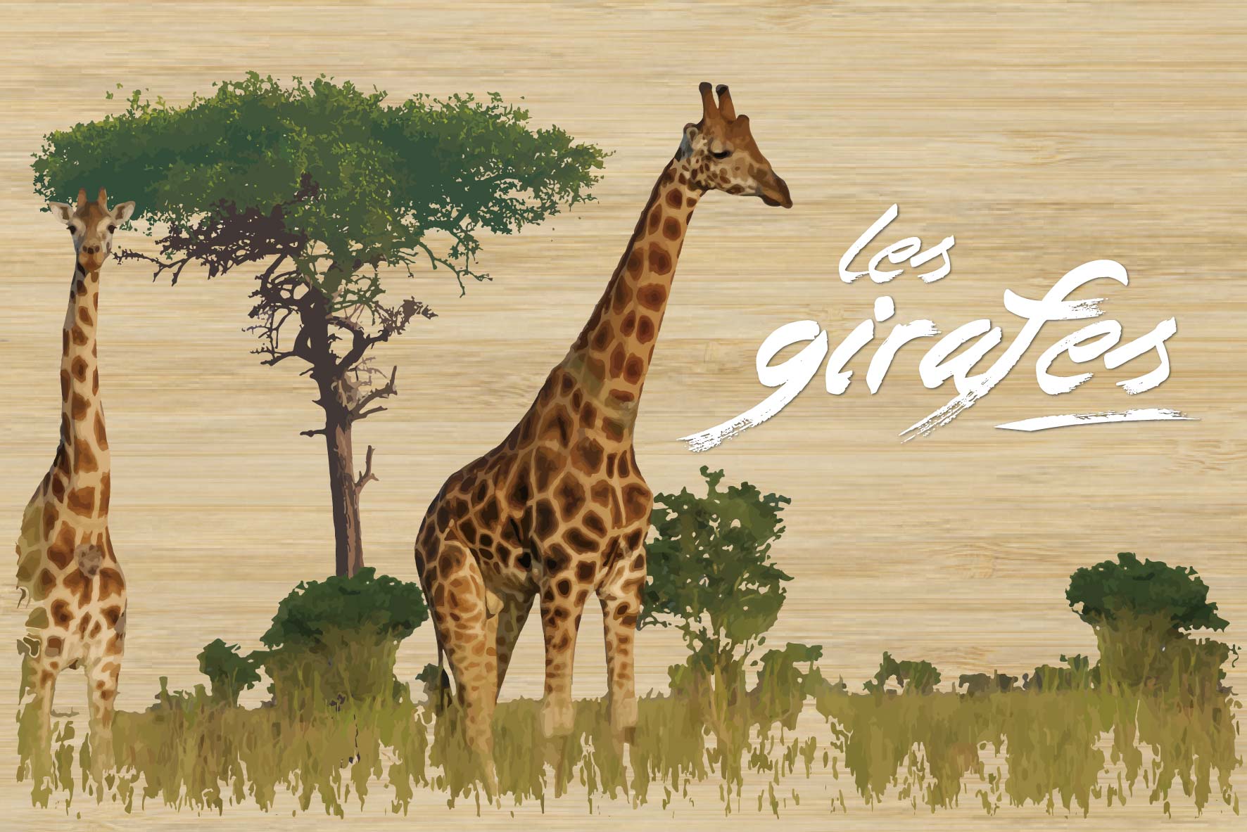 carte postale en bois girafes