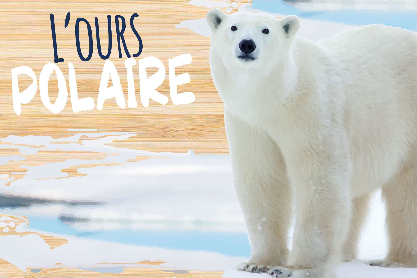 carte postale bois ours polaire