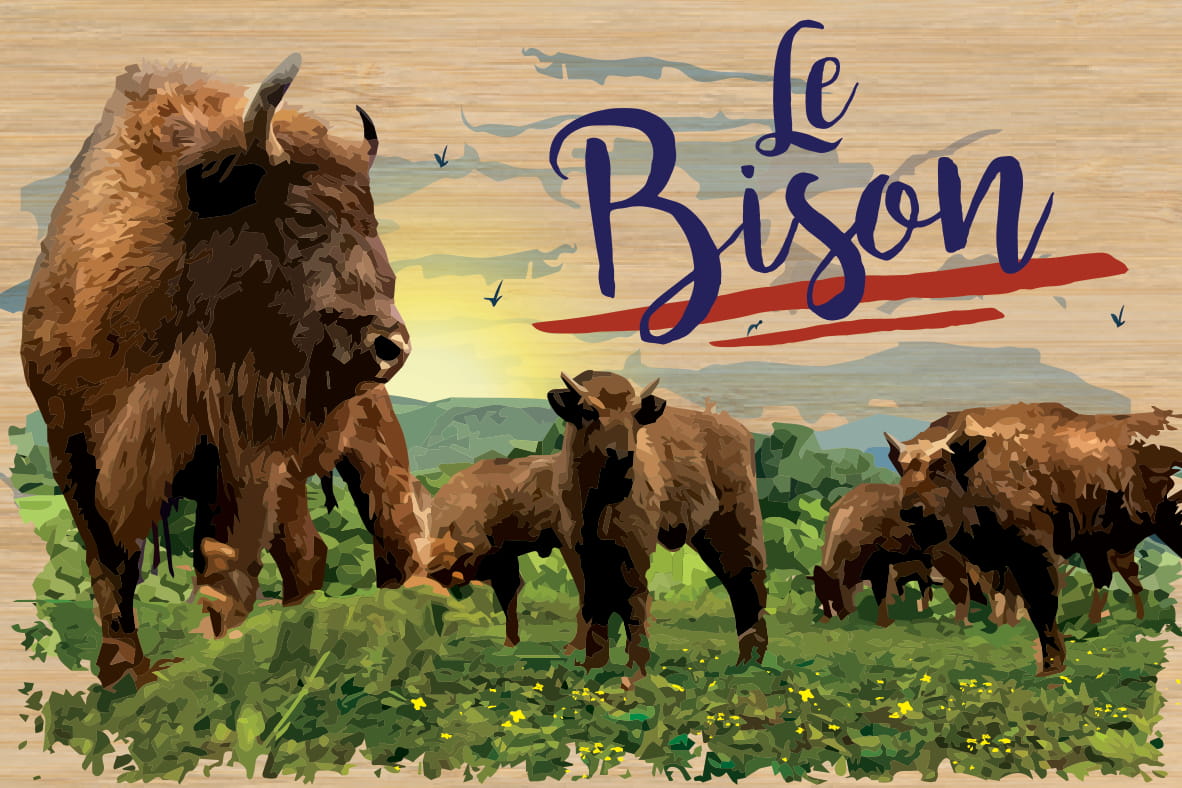 LOT DE 10 CARTES - BISON