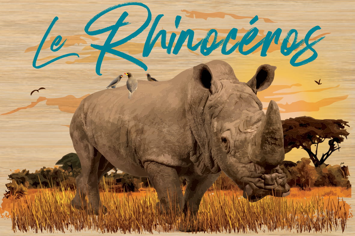 LOT DE 10 CARTES - RHINOCÉROS