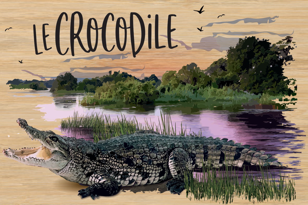 LOT DE 10 CARTES - CROCODILE