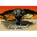 carte postale bois éléphant