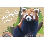 carte postale bois panda roux