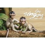 carte postale bois singes