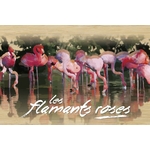carte postale bois flamants roses