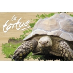 carte postale en bois tortue