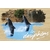 carte postale en bois dauphins
