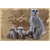 carte postale en bois suricates