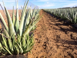 Aloe vera Photo Manolo Benavente VII