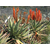 aloe-ferox-plante