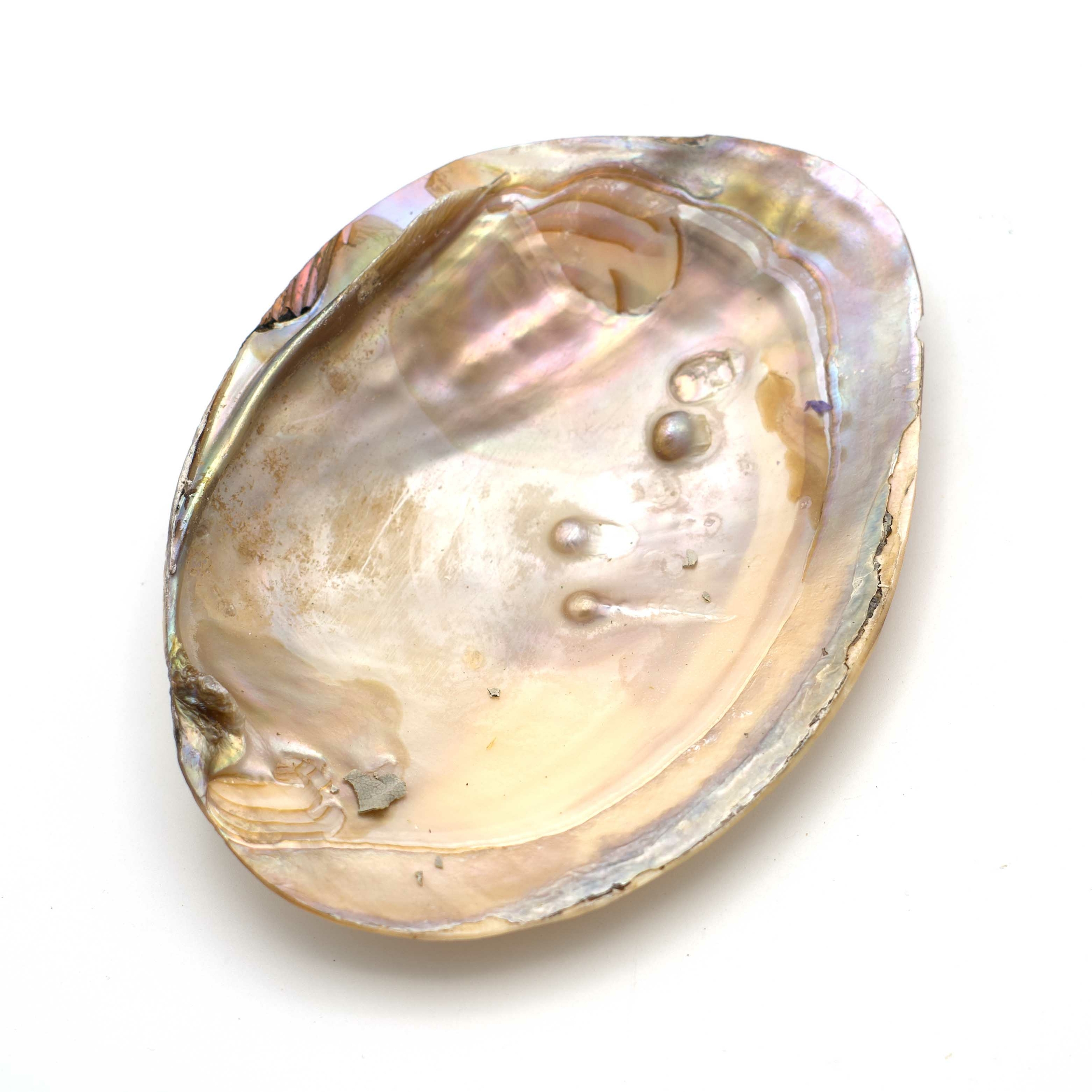 coquillage dhuitre deau douce
