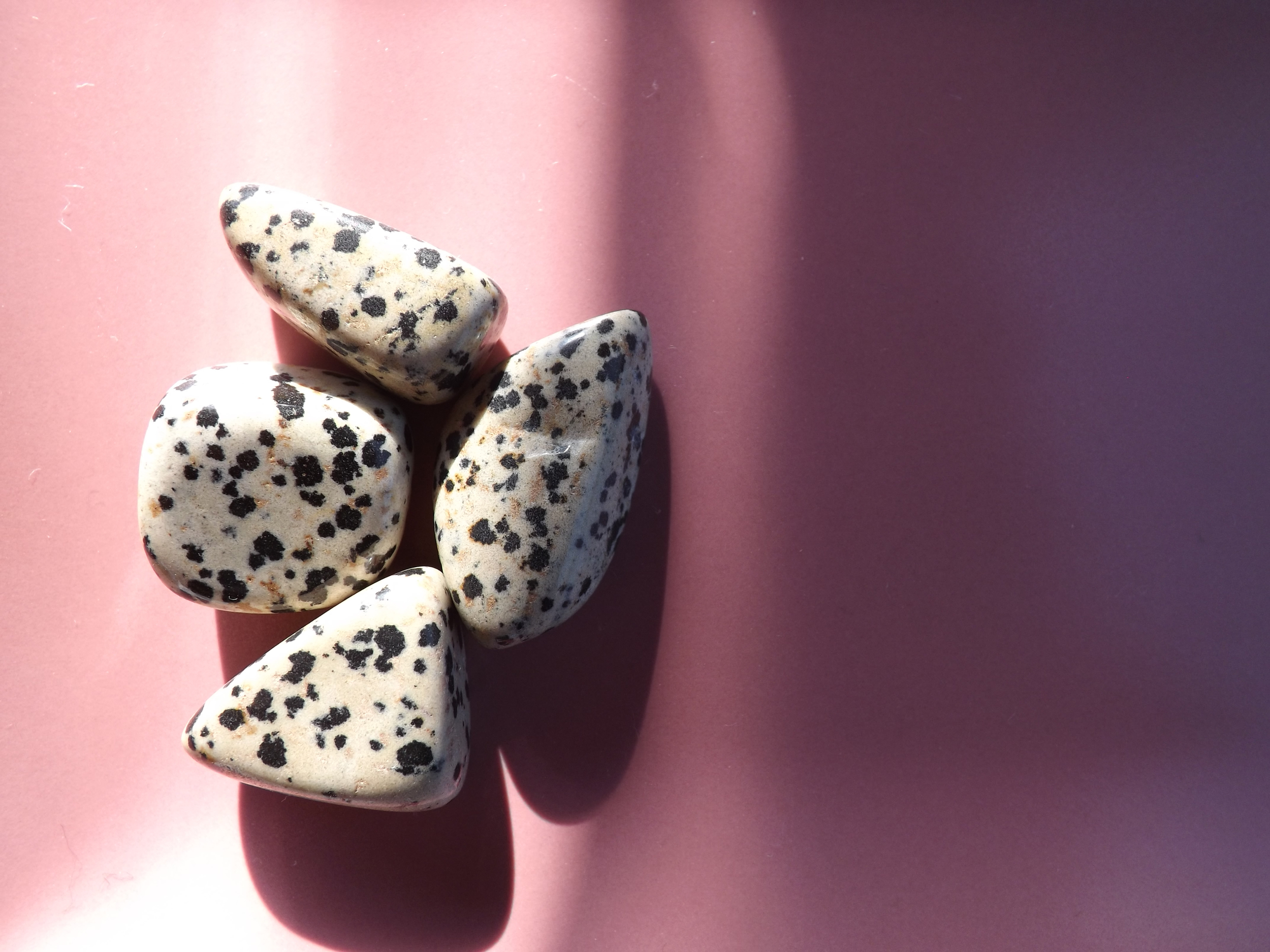 1 dalmatien