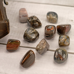 bois fossilisé 3