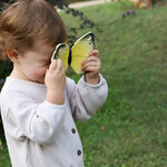 PAPILLON 1Y