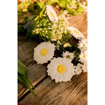 OliCarol_Garden_Collection-169